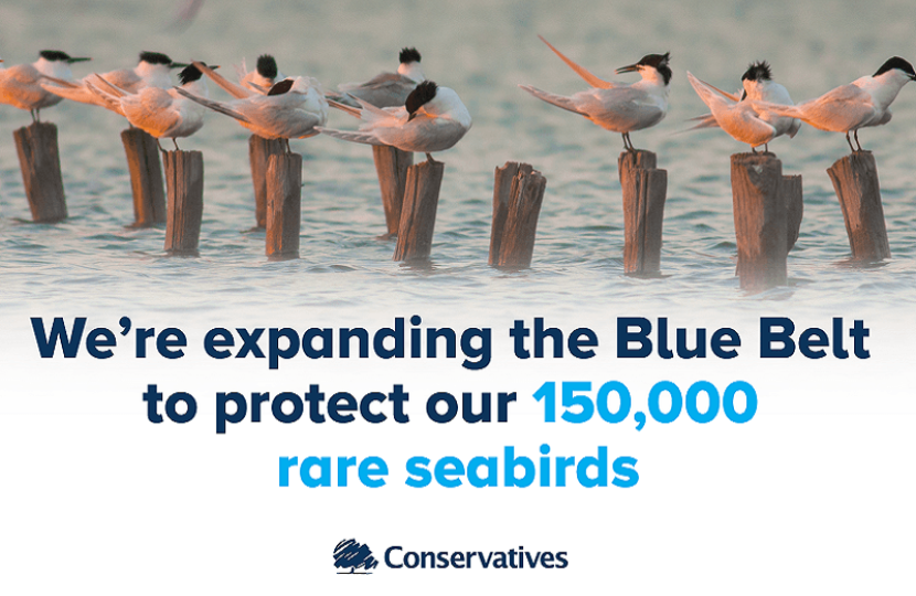 Government announces new protection areas to safeguard rare seabirds