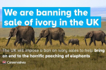 Banning the sale of ivory in the UK