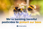 Banning harmful pesticides to protect our bees