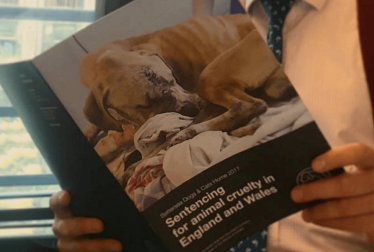 Battersea Dogs & Cats Home - Animal Cruelty