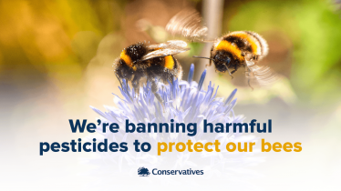 Banning harmful pesticides to protect our bees